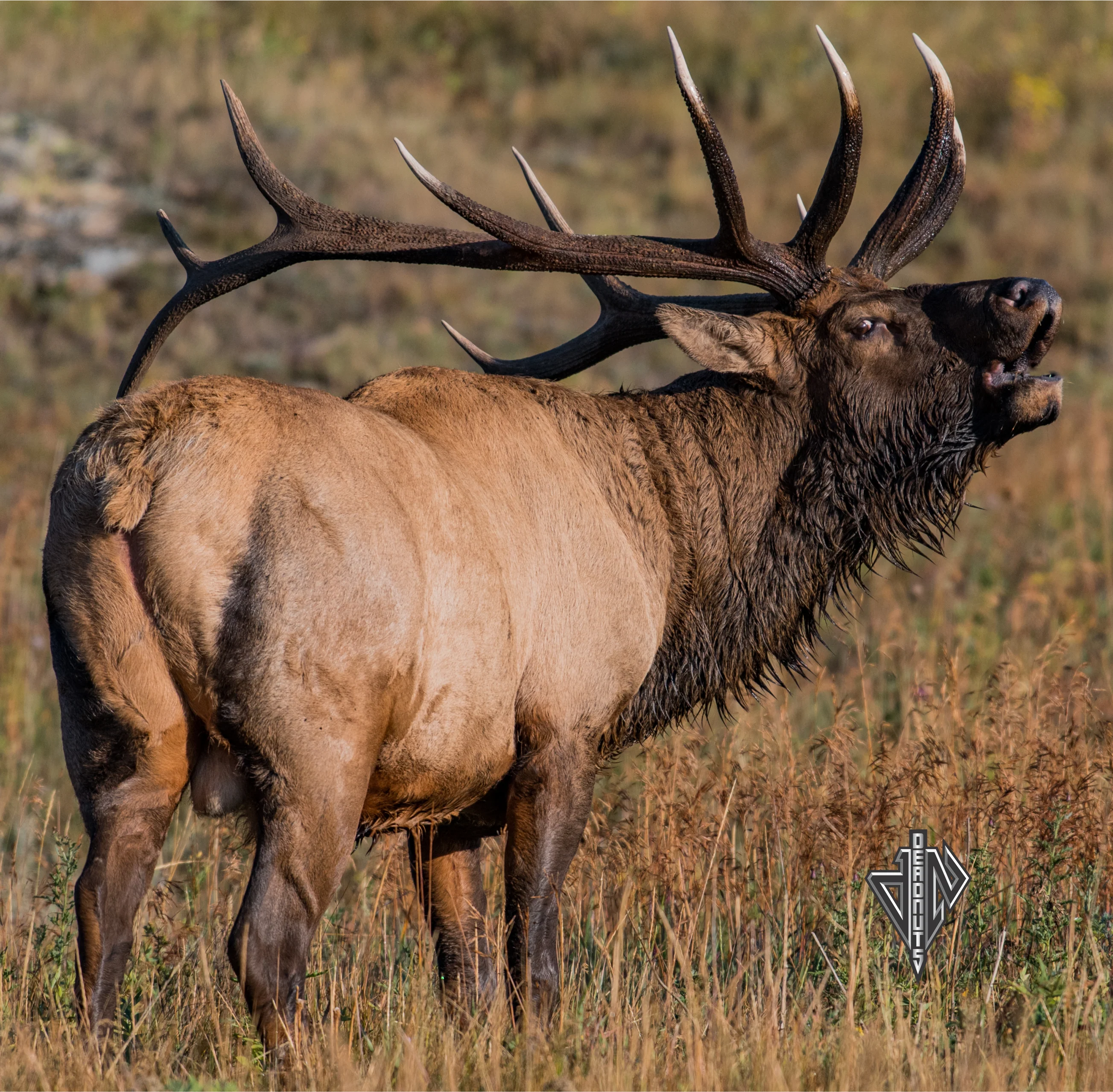 2D Bull Elk Quartering Away Target - Image 4