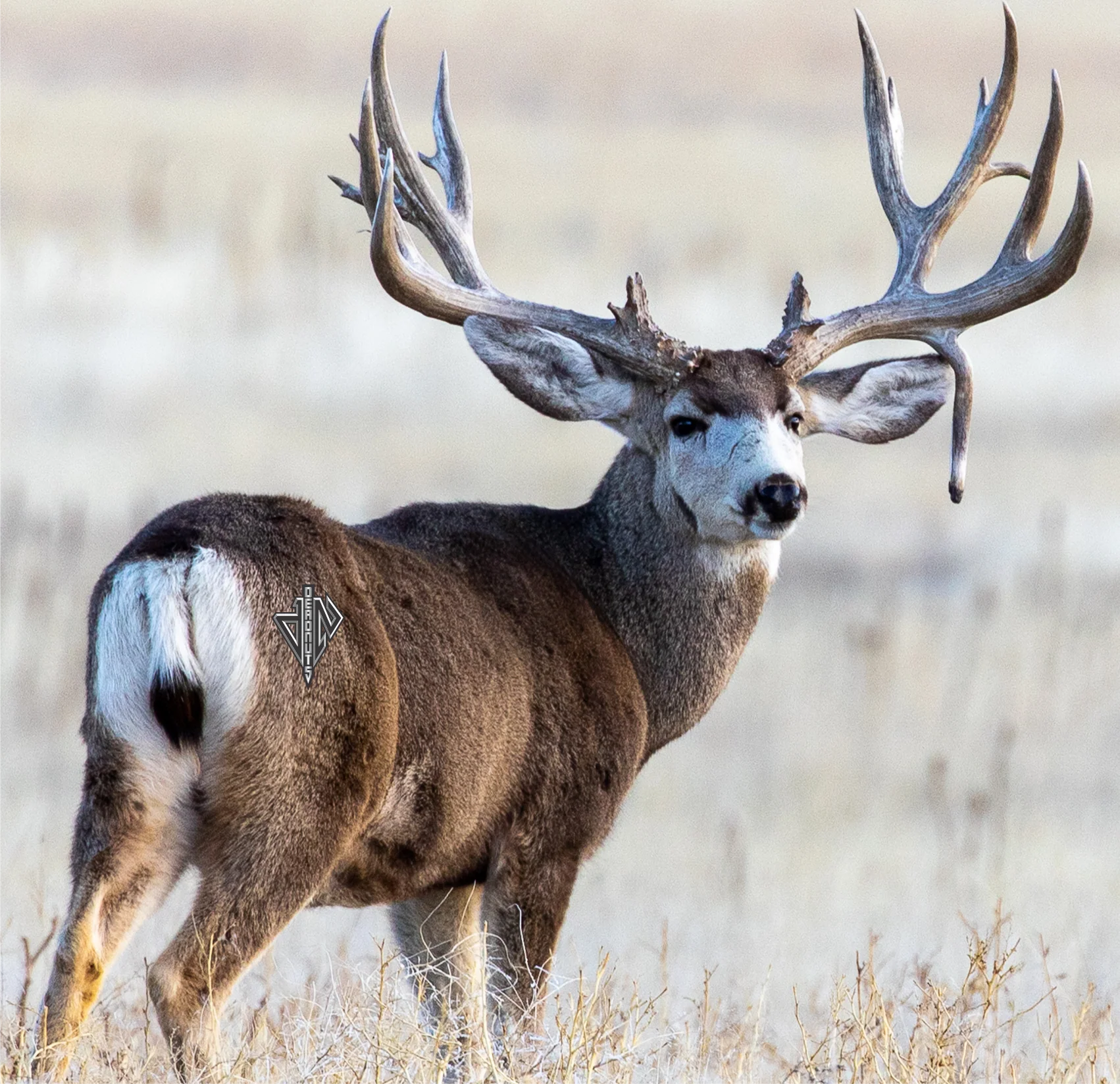 2D Mule Deer Quartering Away Target - Image 5
