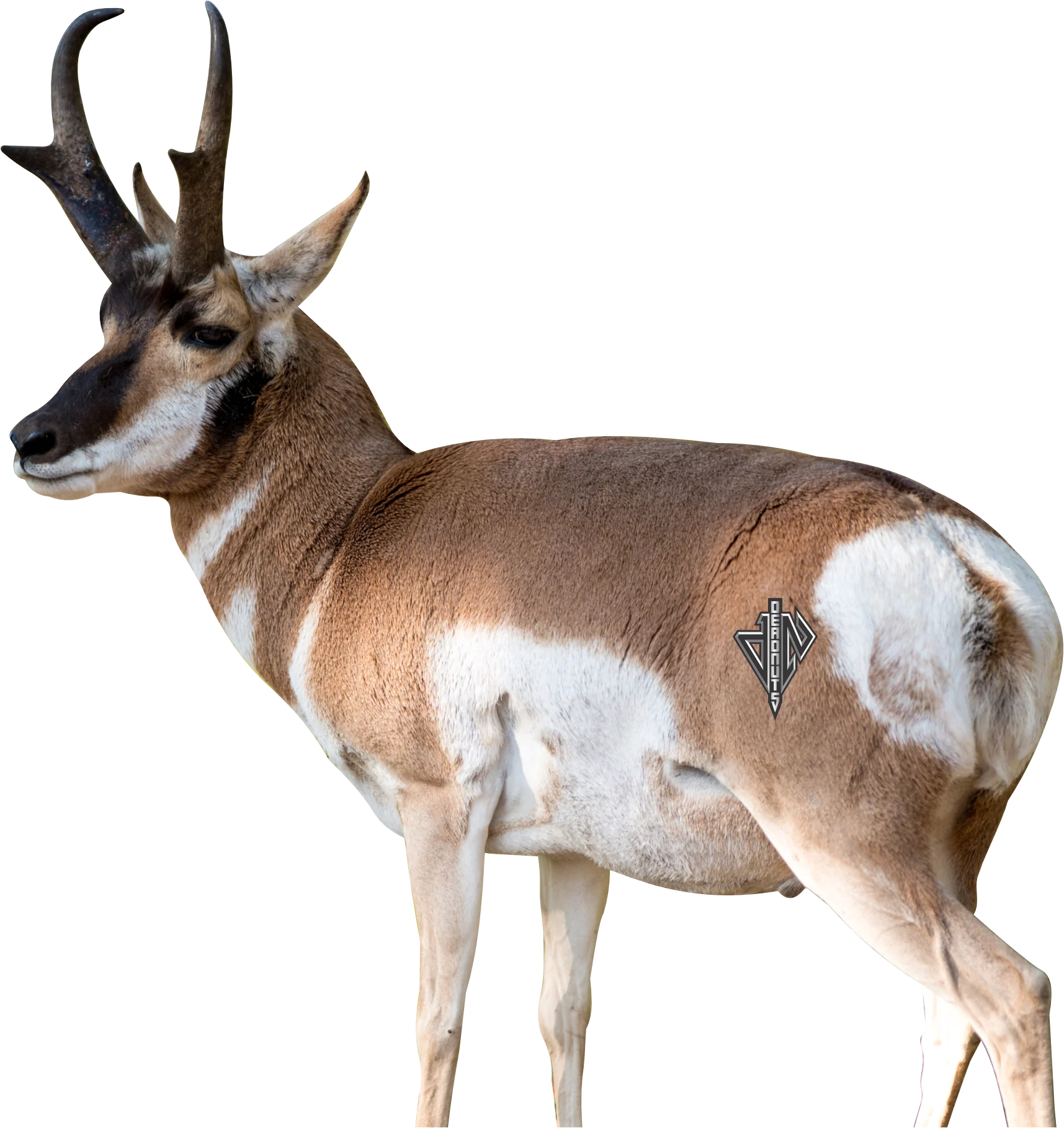 2D Quartering Away Pronghorn Buck
