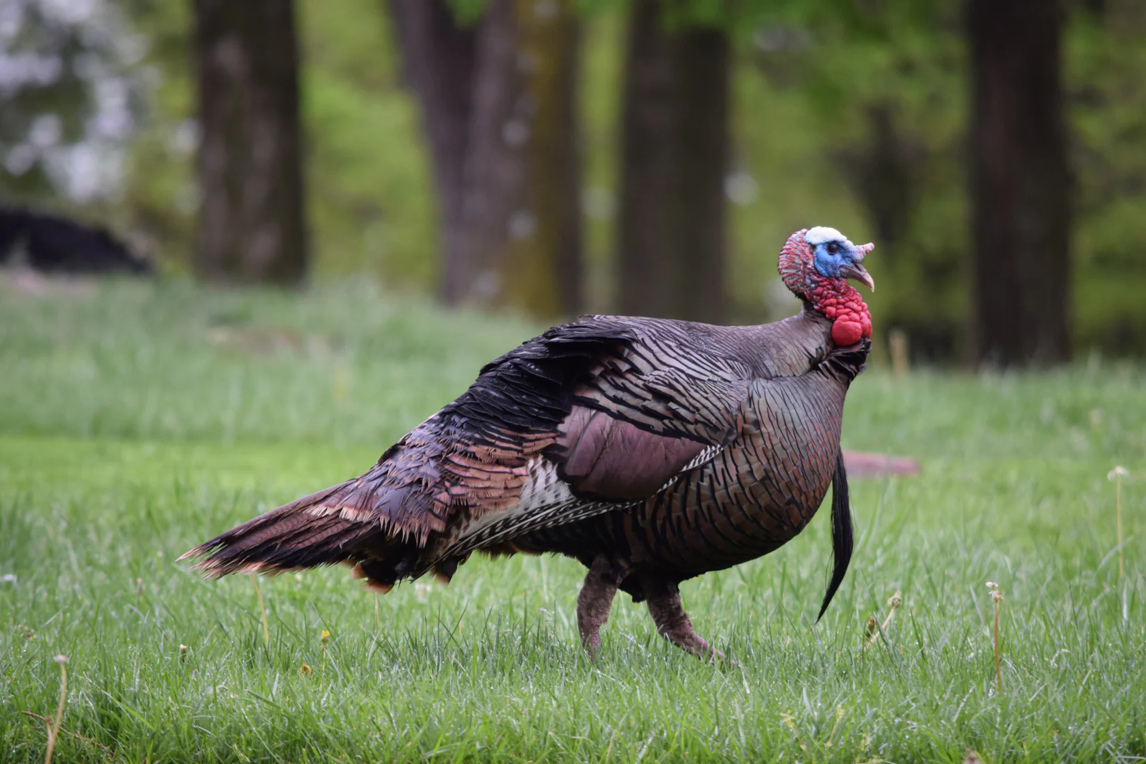 2D Tom Turkey Broadside Target - Image 4