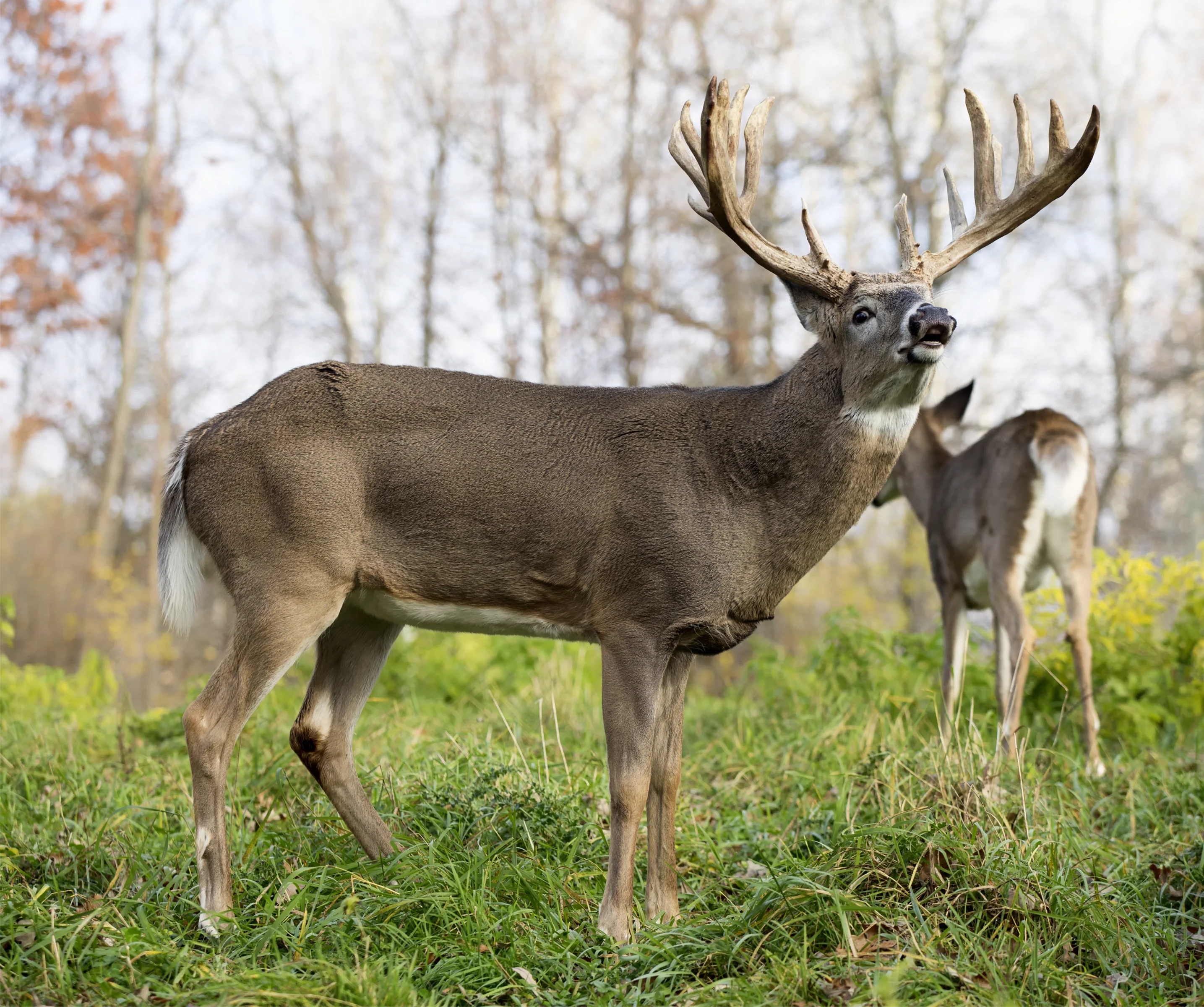2D Whitetail Broadside Target - Image 4